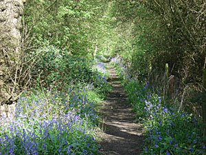 bluebell wood